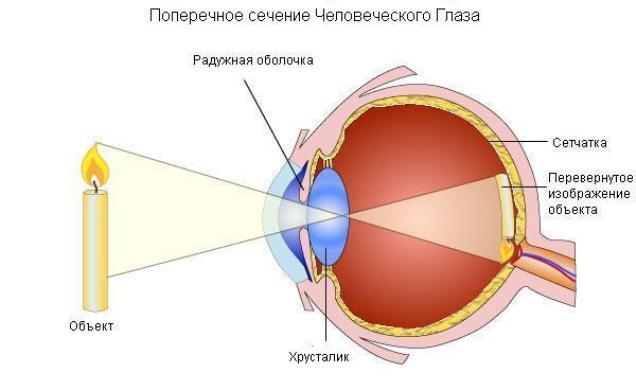 Механизм аккомодации хрусталика