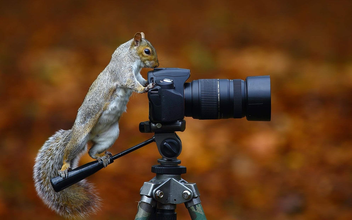 Дефекты при фотографировании (тонкие негативы, недодержка)