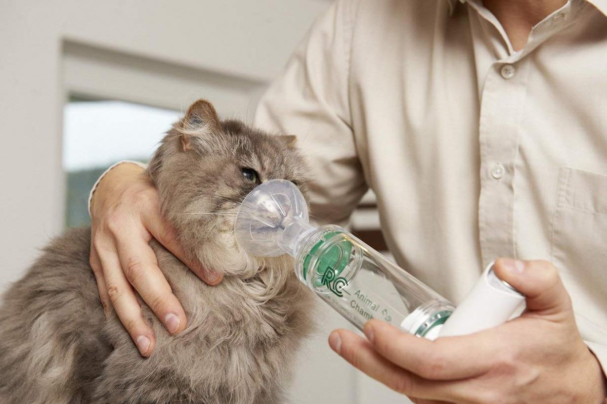 Реакция дыхания у кошек