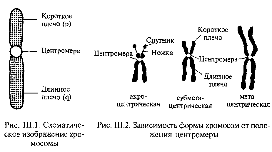 Структура хромосом