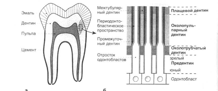 Строение и поведение дентина зуба в аспекте стоматологического лечения