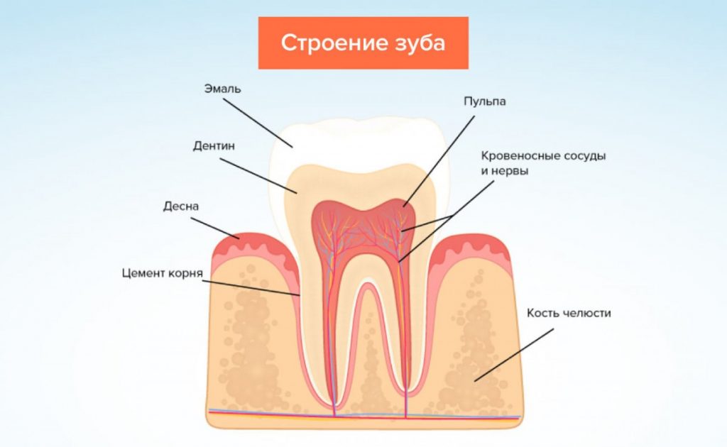 Строение и поведение дентина зуба в аспекте стоматологического лечения