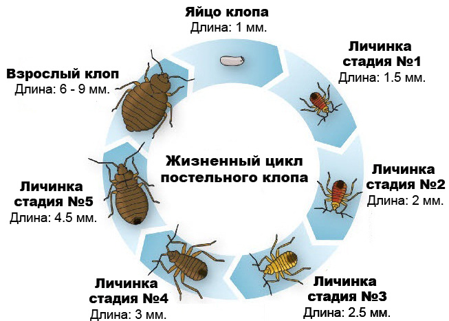 Образ жизни. Жизненный цикл клопа
