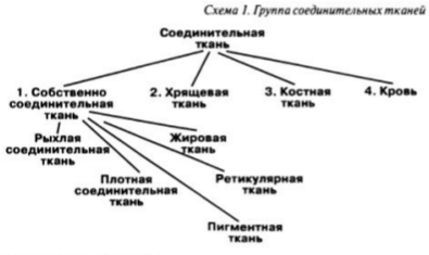 Характеристика соединительной ткани