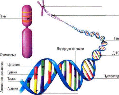 ДНК, хромосомы и гены