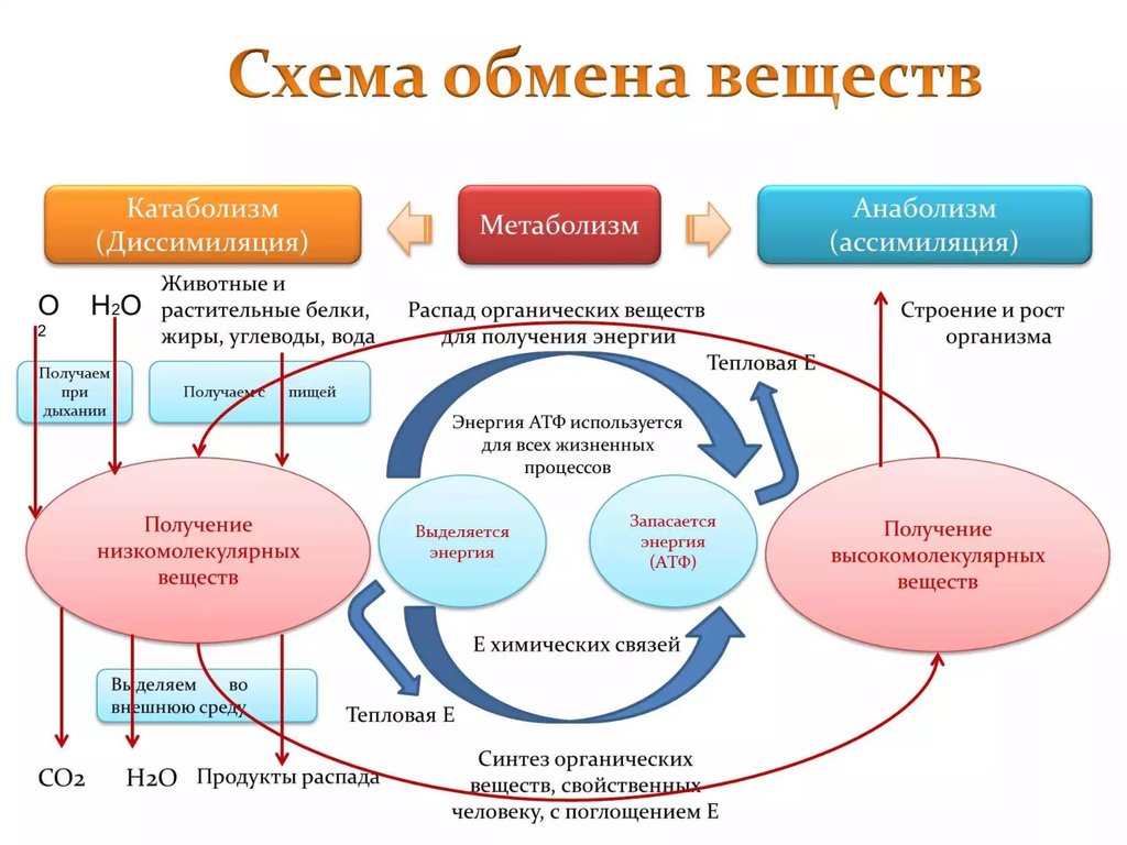 Как нормализовать и ускорить обмен веществ