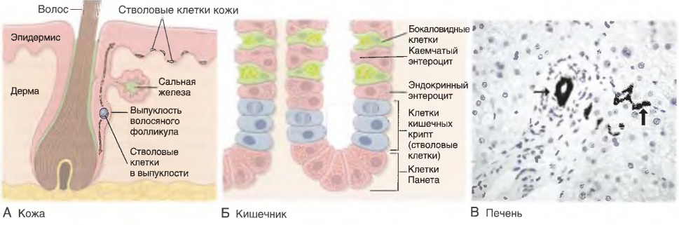 Ниши стволовых клеток в различных тканях