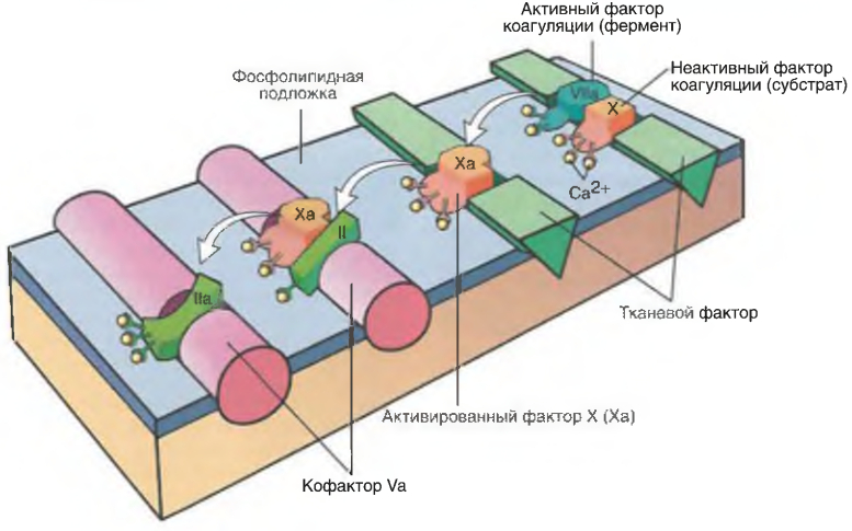 Последовательное преобразование фактора X в фактор Ха по внешнему пути