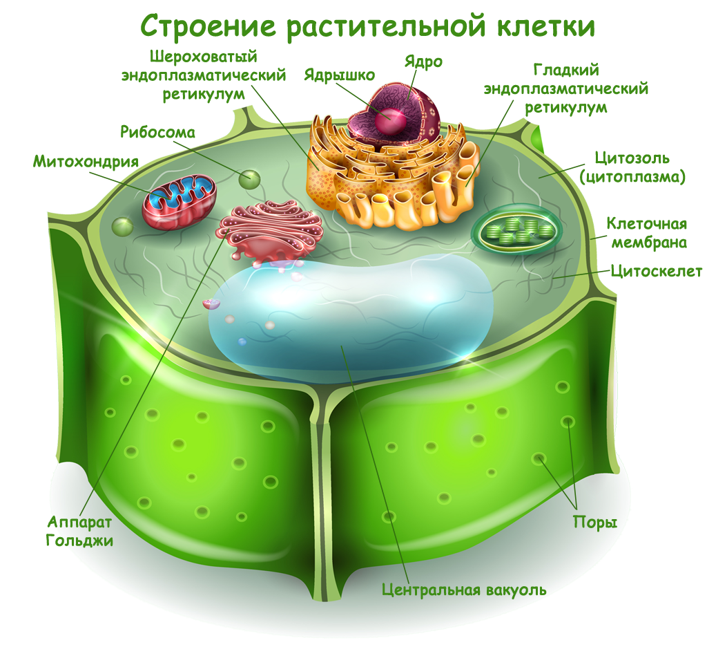 Строение клетки растений: основные составляющие клетки