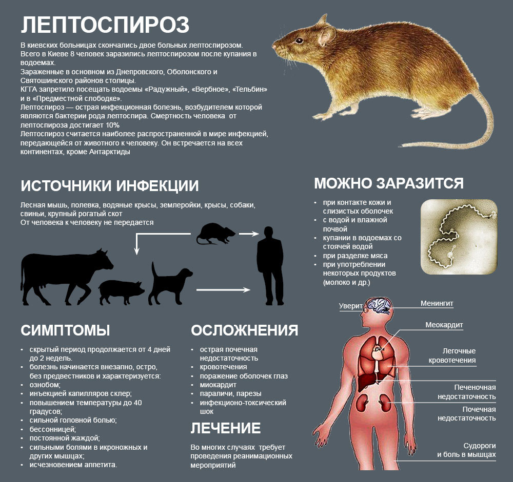 Лептоспирозы и лептоспиры. Причины и возбудители заболеваний