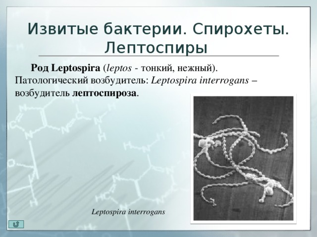 Серологические типы лептоспир - возбудители лептоспирозов