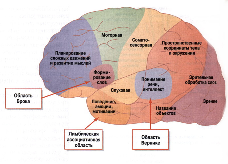 Слуховые зоны в мозге и речь