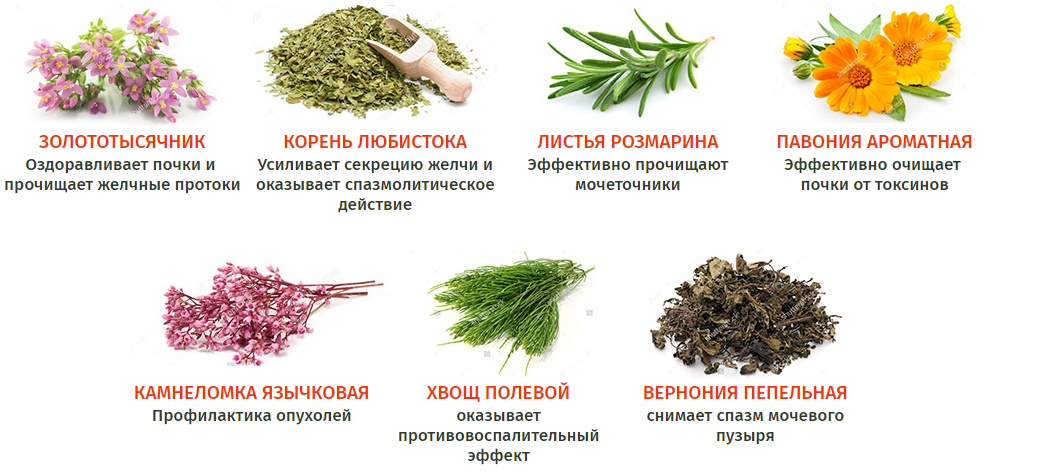Лечебные травы для очищения почек
