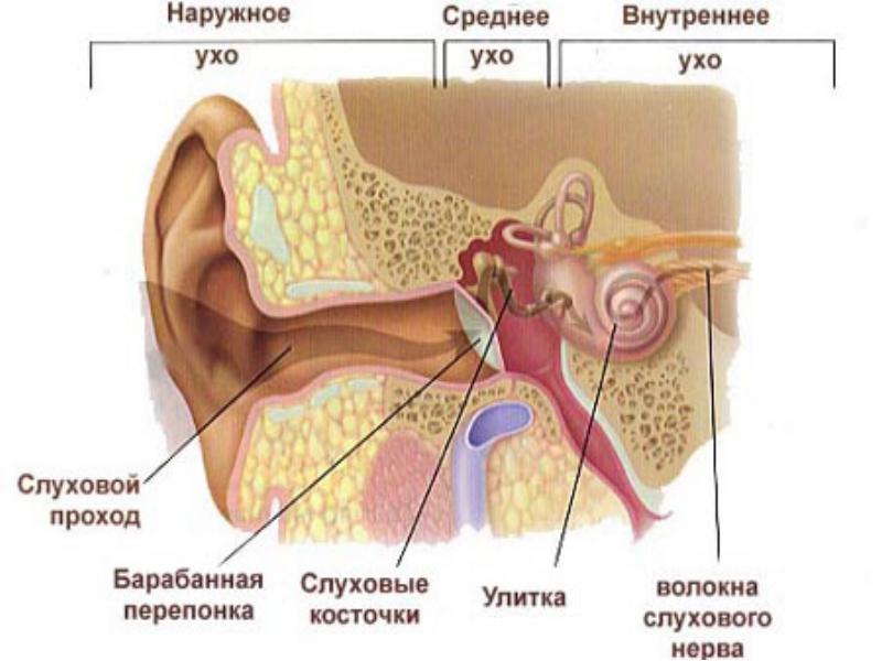 Отделы уха